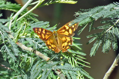 Heteronympha paradelpha