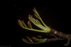 Flindersia australis