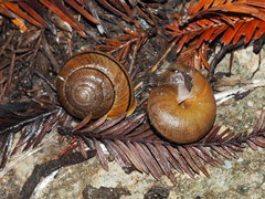 Helminthoglypta arrosa