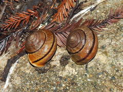 Helminthoglypta arrosa