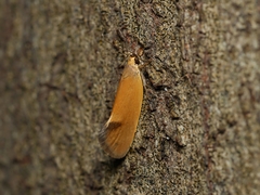 Delexocha ochrocausta
