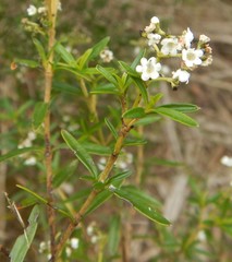 Logania linifolia