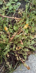 Taraxacum officinale