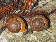 Helminthoglypta arrosa