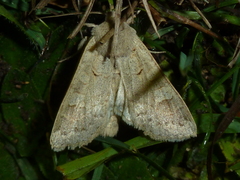 Ammoconia caecimacula