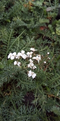Achillea millefolium