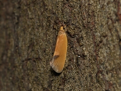 Delexocha ochrocausta