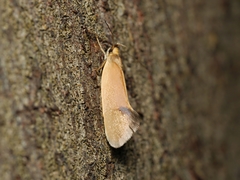 Delexocha ochrocausta