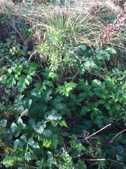 Heracleum mantegazzianum