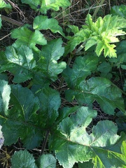 Heracleum mantegazzianum