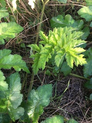 Heracleum mantegazzianum