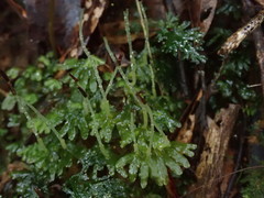 Symphyogyna hymenophyllum
