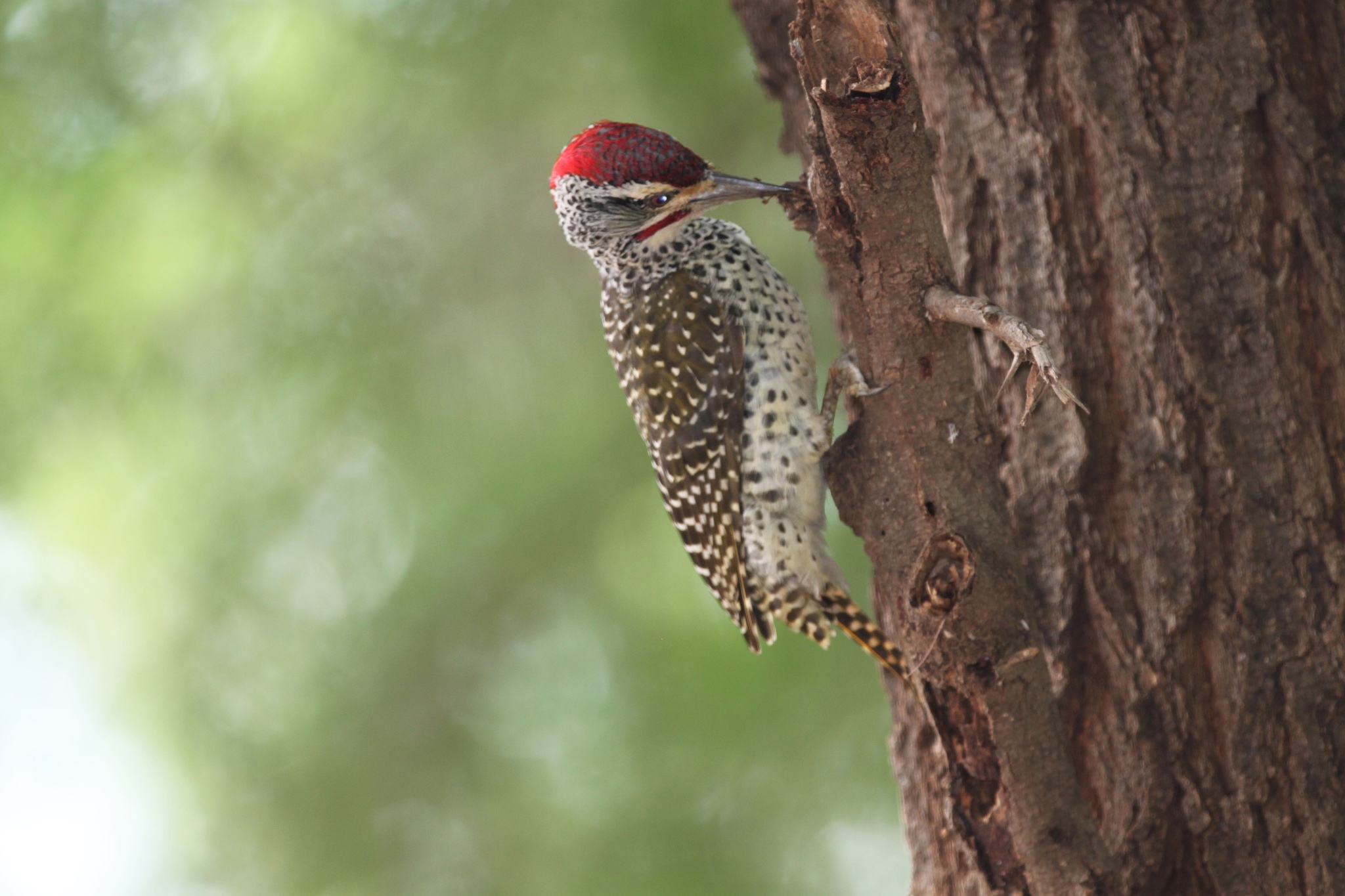 Nubian Woodpecker illustration
