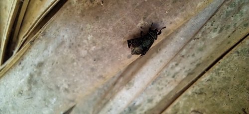 Lepiselaga crassipes photo 6