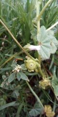 Malva neglecta