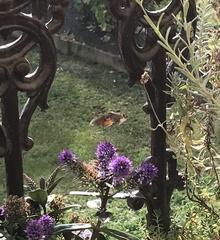 Macroglossum stellatarum