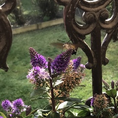 Macroglossum stellatarum