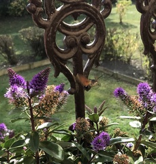 Macroglossum stellatarum