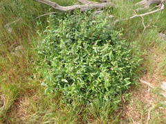 Billardiera versicolor