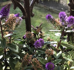 Macroglossum stellatarum