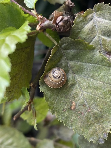 Kantige Laubschnecke