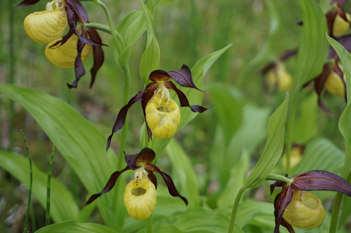 Lady's-slipper
