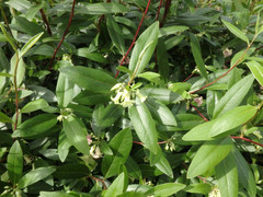 Billardiera versicolor