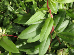 Billardiera versicolor