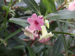 Billardiera versicolor