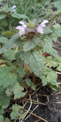 Lamium purpureum