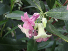 Billardiera versicolor