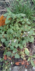 Lamium purpureum