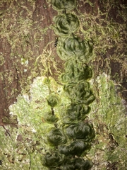 Trichomanes tahitense