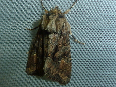 Dryobotodes tenebrosa