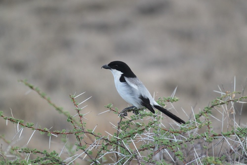 Taita Fiscal (Lanius dorsalis), photo 10