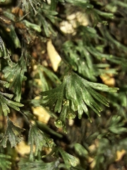 Crepidomanes minutum