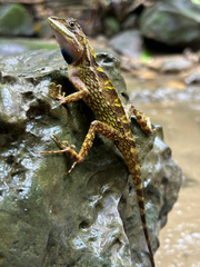Variegated Mountain Lizard photo 5