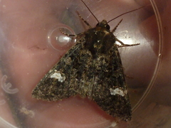 Polymixis serpentina