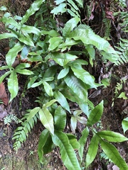 Tectaria harlandii