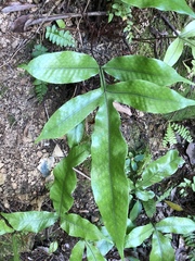 Tectaria harlandii