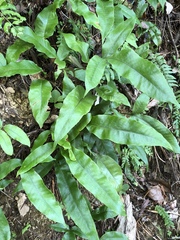Tectaria harlandii
