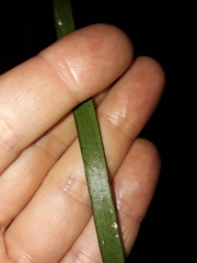 Haplopteris elongata