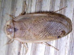 Corydiidae
