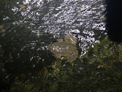 Limnonectes kuhlii