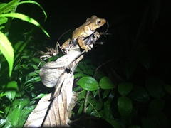 Polypedates otilophus