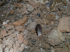 Pycnoscelus surinamensis