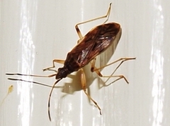 Ozophora occidentalis