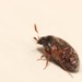 Brown Carpet Beetle - Photo (c) Alexis, some rights reserved (CC BY), uploaded by Alexis