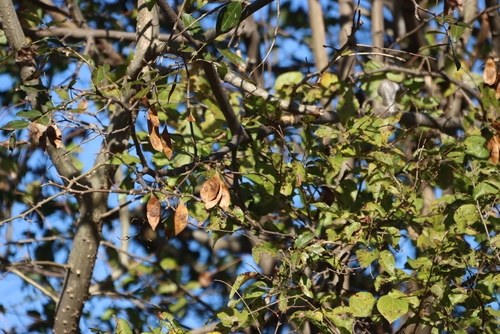 Dalbergia obovata, photograph 5