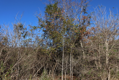 Dalbergia obovata, photograph 6